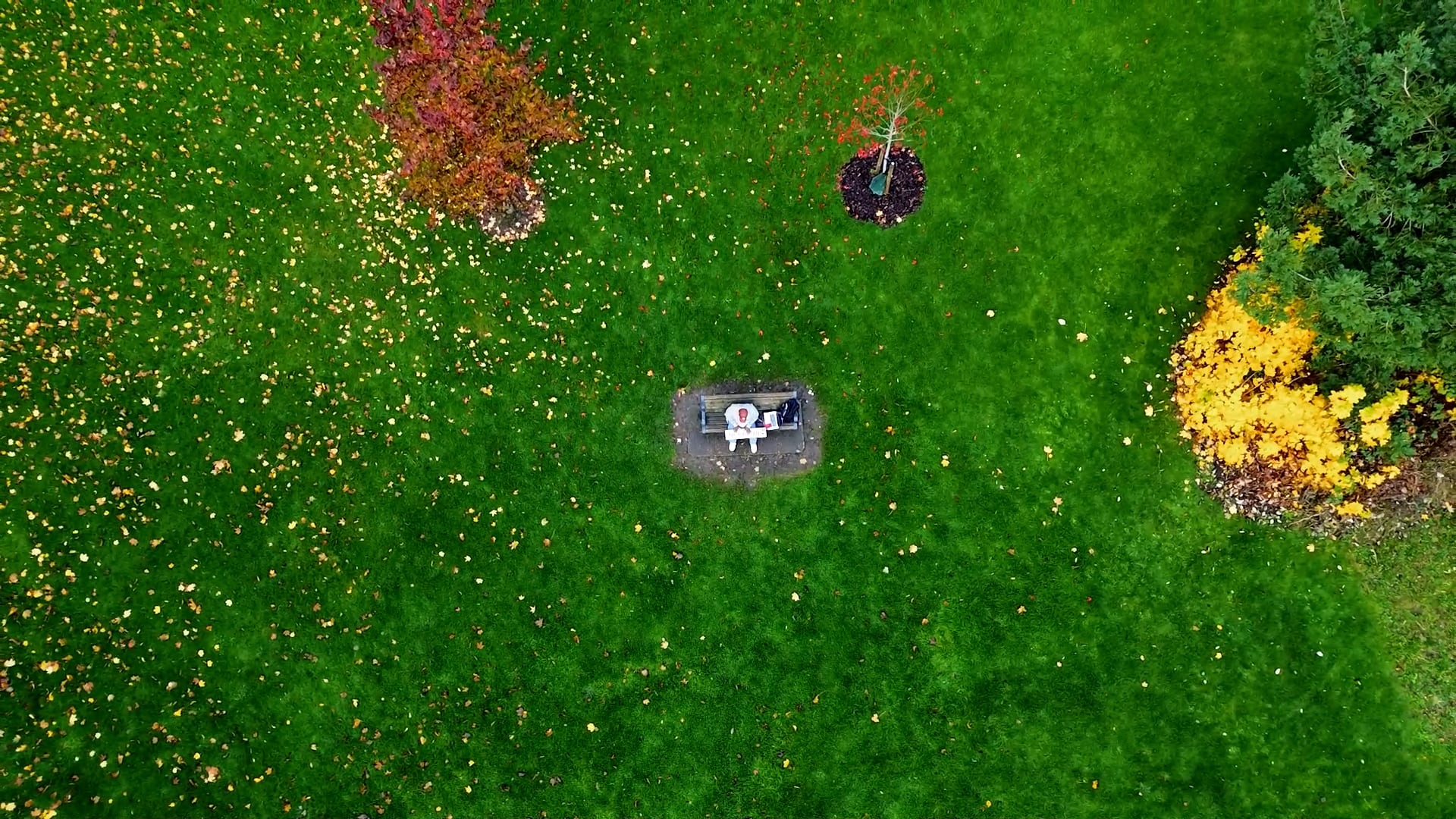 Aerial view of a person on a park bench surrounded by green grass and autumn trees